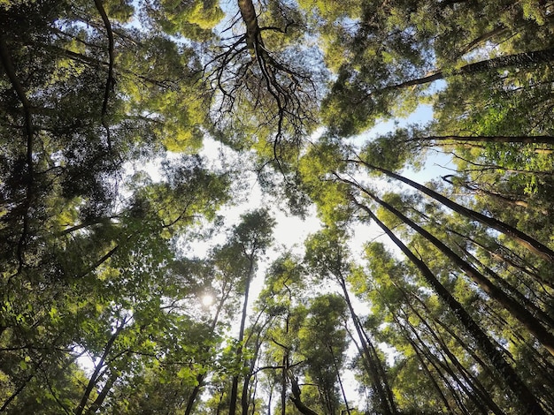 Photo vue à bas angle des arbres dans la forêt