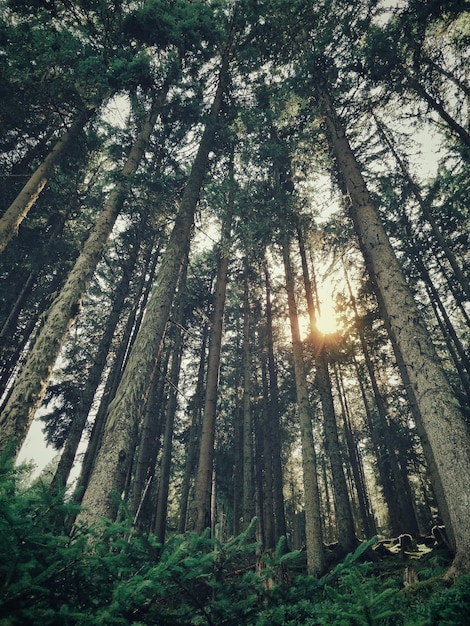 Vue à bas angle des arbres dans la forêt