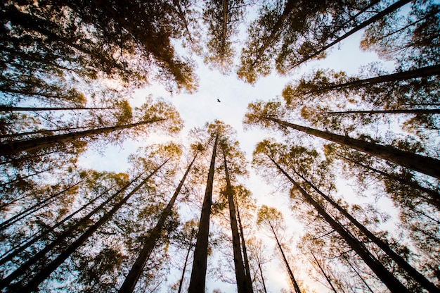 Vue à bas angle des arbres dans la forêt