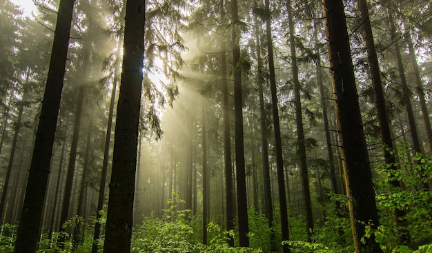 Vue à bas angle des arbres dans la forêt