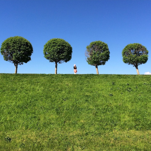 Vue à bas angle des arbres et de la fille contre un ciel bleu clair