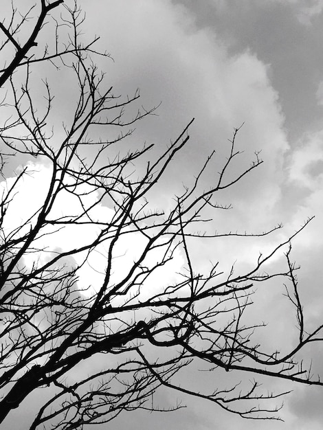 Photo vue à bas angle des arbres nus contre le ciel