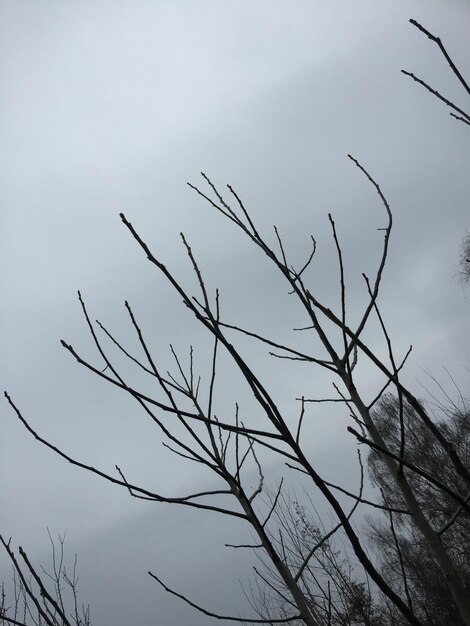 Photo vue à bas angle des arbres nus contre le ciel