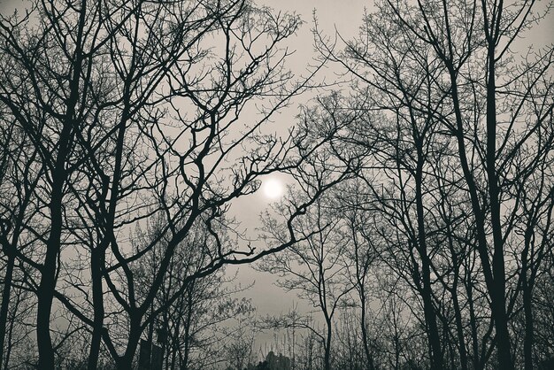 Photo vue à bas angle des arbres nus contre le ciel