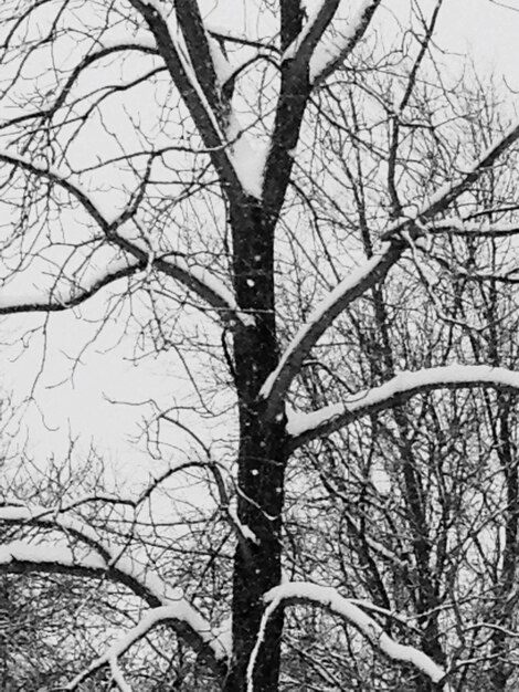 Photo vue à bas angle des arbres nus