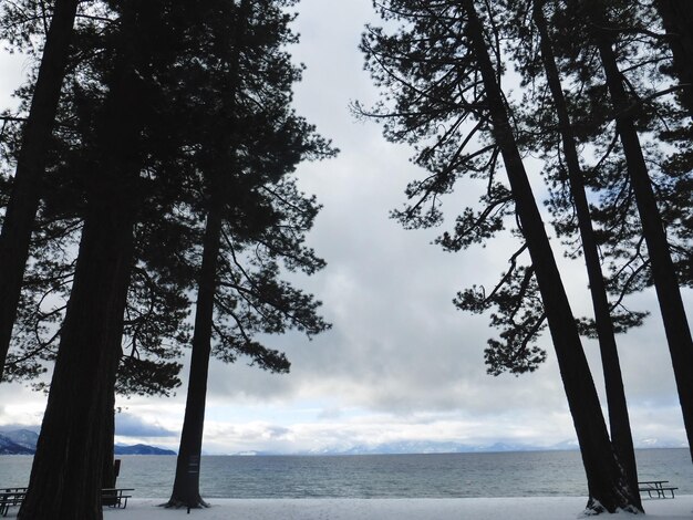 Vue à bas angle des arbres sur la plage enneigée en hiver