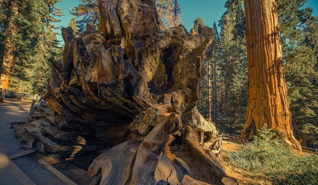 Vue à bas angle des arbres qui poussent dans la forêt