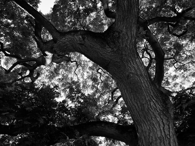 Photo vue à bas angle des arbres