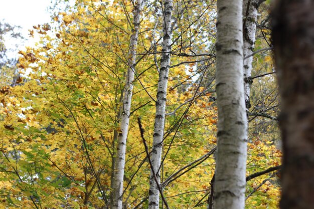 Photo vue à bas angle des arbres