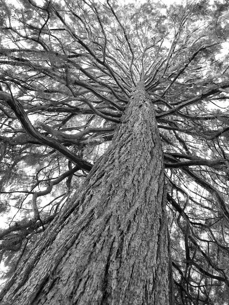 Photo vue à bas angle des arbres