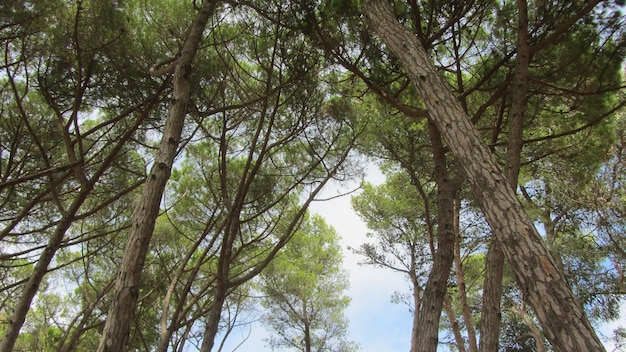 Vue à bas angle des arbres