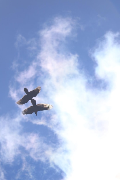 Vue à bas angle d'un avion volant dans le ciel