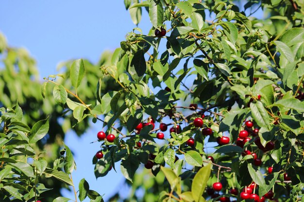 Photo vue à bas angle des baies poussant sur l'arbre