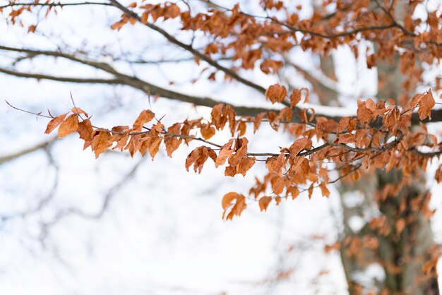 Photo vue à bas angle des branches d'arbres gelées pendant l'hiver