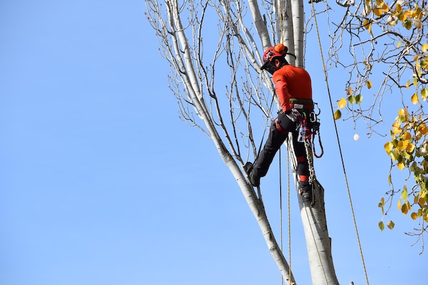 Vue à bas angle d'un bûcheron sur un arbre contre le ciel