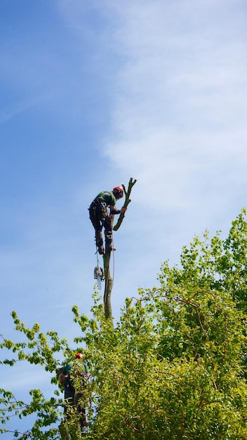 Vue à bas angle d'un bûcheron sur un arbre contre le ciel