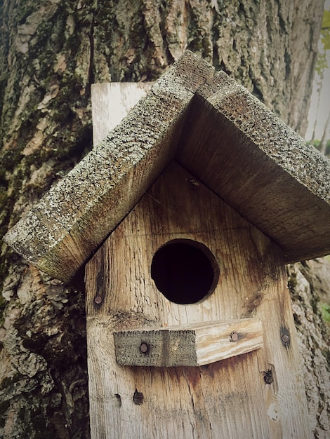 Photo vue à bas angle de la cabane d'oiseau sur le tronc d'un arbre