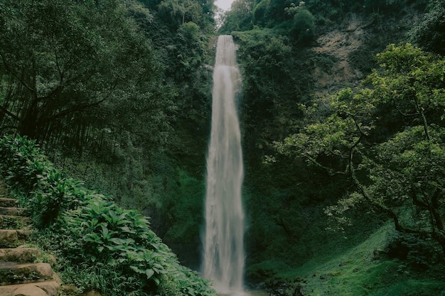 Vue à bas angle de la cascade dans la forêt