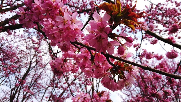 Photo vue en bas angle des cerisiers en fleurs