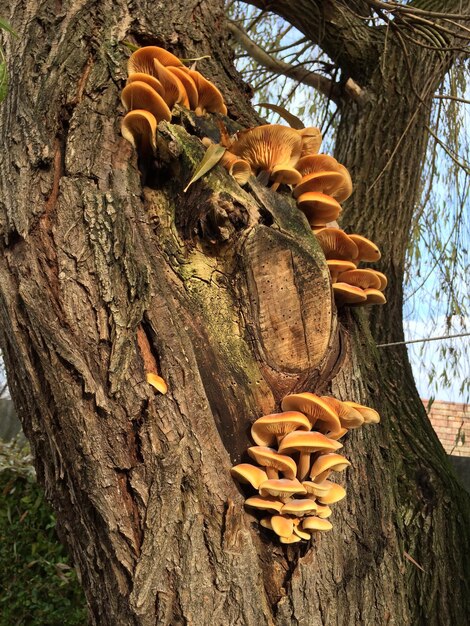 Photo vue à bas angle des champignons poussant sur le tronc d'un arbre