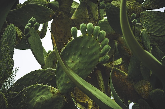 Vue à bas angle du cactus de poire épineuse