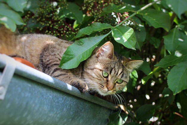 Photo vue à bas angle du chat entourant le mur contre les plantes