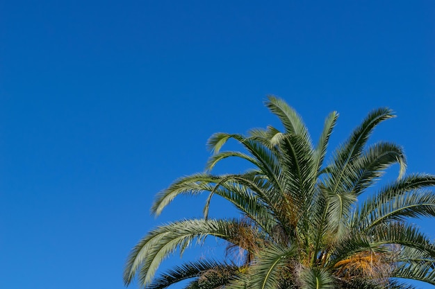 Vue à bas angle du palmier sur un ciel bleu clair