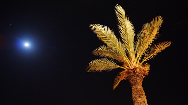 Photo vue en bas angle du palmier contre le ciel la nuit