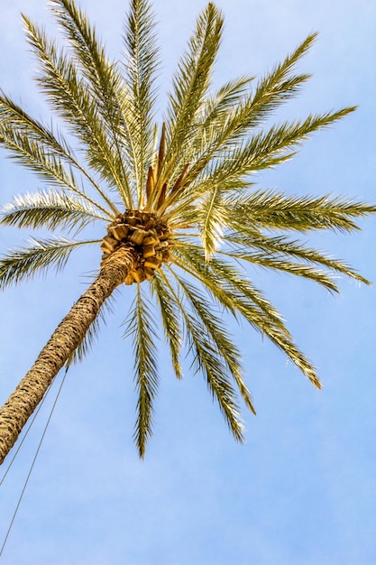 Photo vue à bas angle du palmier contre le ciel