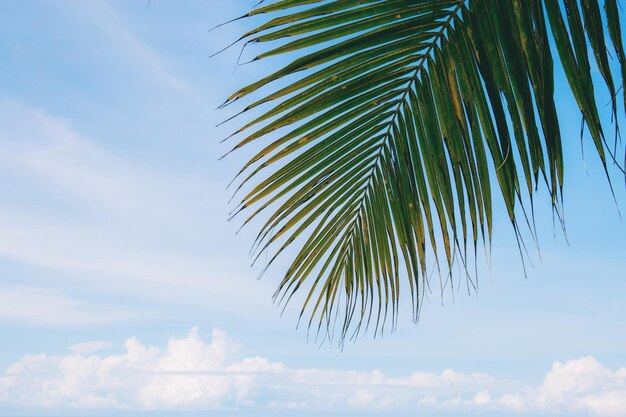 Vue à bas angle du palmier contre le ciel