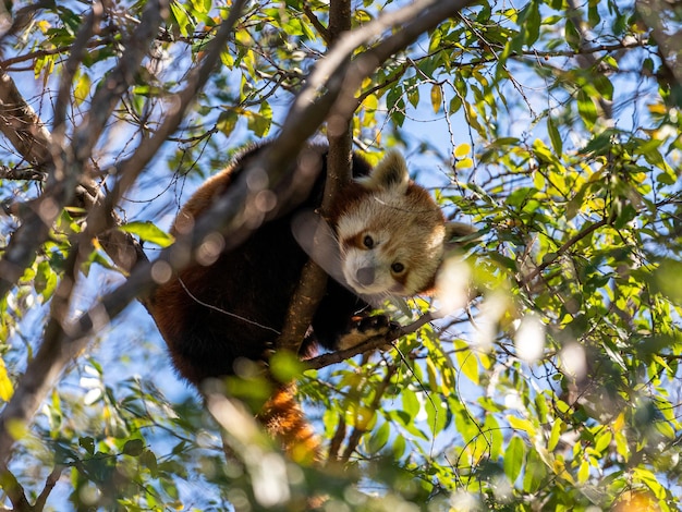 Vue à bas angle du panda sur l'arbre