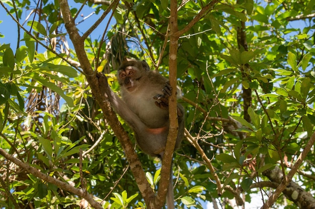 Vue à bas angle du singe sur l'arbre