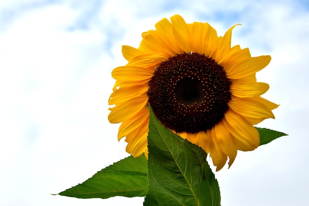 Vue à bas angle du tournesol en fleur contre le ciel