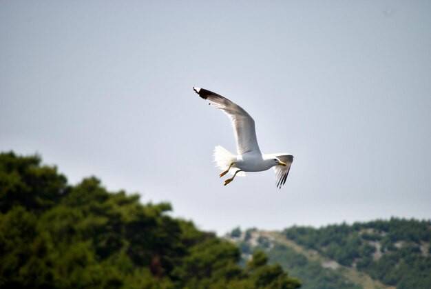 Vue à bas angle du vol de la mouette