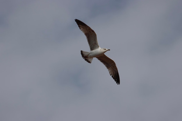 Vue à bas angle du vol de la mouette