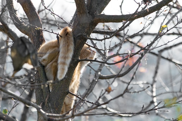 Vue à bas angle de l'écureuil sur l'arbre