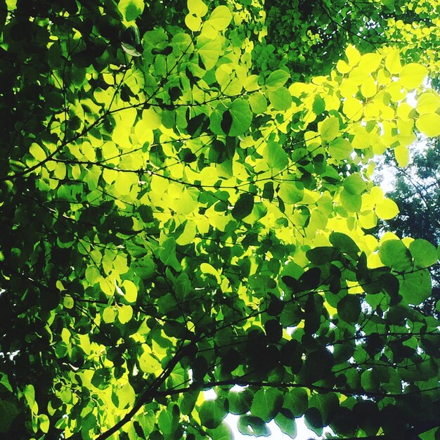 Photo vue à bas angle des feuilles sur l'arbre