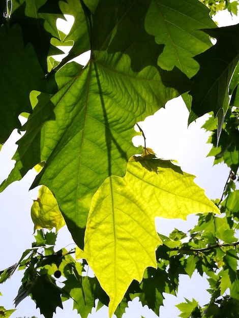 Photo vue à bas angle des feuilles sur l'arbre