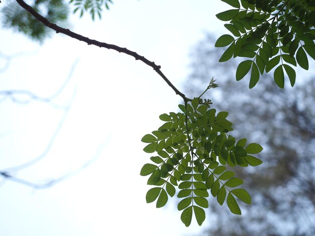 Photo vue à bas angle des feuilles sur l'arbre