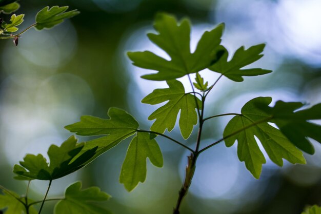 Photo vue en bas angle des feuilles sur l'arbre