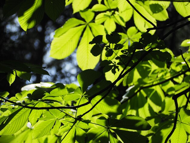 Photo vue à bas angle des feuilles sur l'arbre