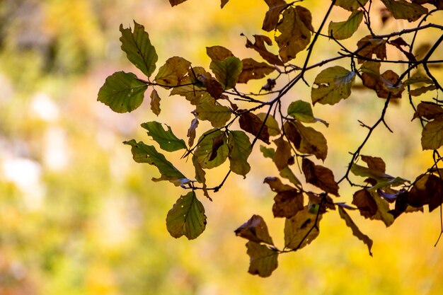 Photo vue en bas angle des feuilles sur l'arbre