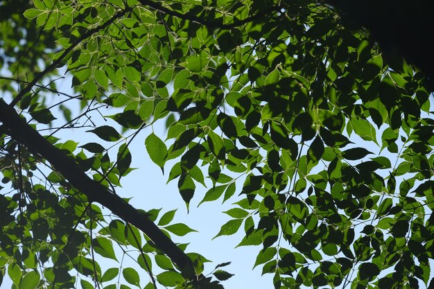 Photo vue à bas angle des feuilles d'arbres