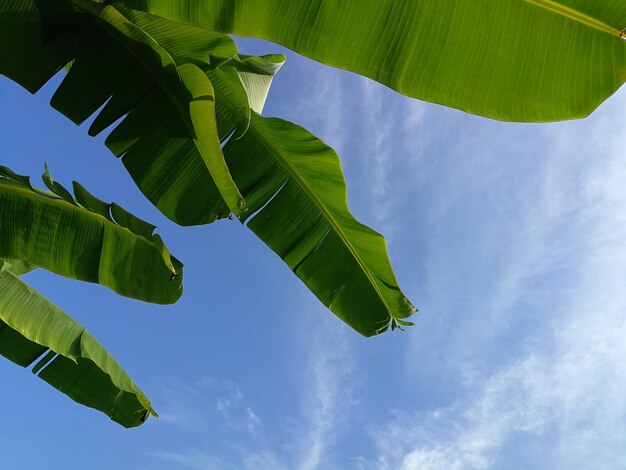 Photo vue à bas angle des feuilles de bananier vert contre le ciel