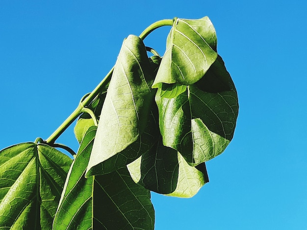 Photo vue à bas angle des feuilles sur un ciel bleu clair