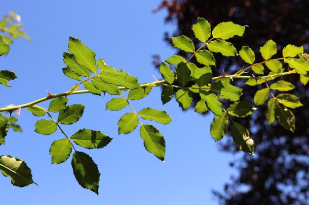 Vue à bas angle des feuilles sur un ciel bleu clair