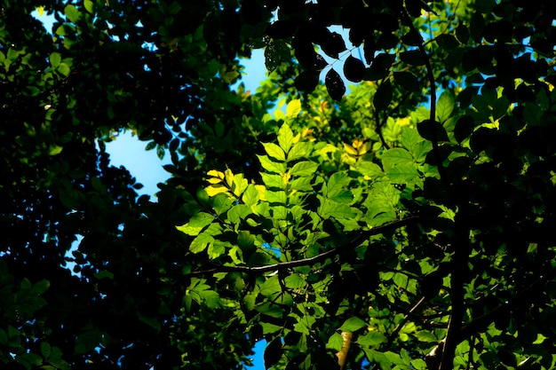 Photo vue à bas angle des feuilles contre le ciel