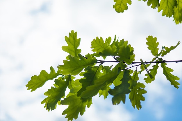 Photo vue à bas angle des feuilles contre le ciel