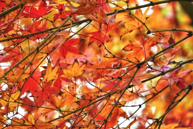 Vue à bas angle des feuilles d'érable sur l'arbre