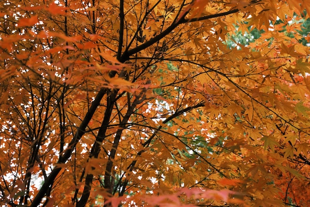 Vue à bas angle des feuilles d'érable sur les arbres